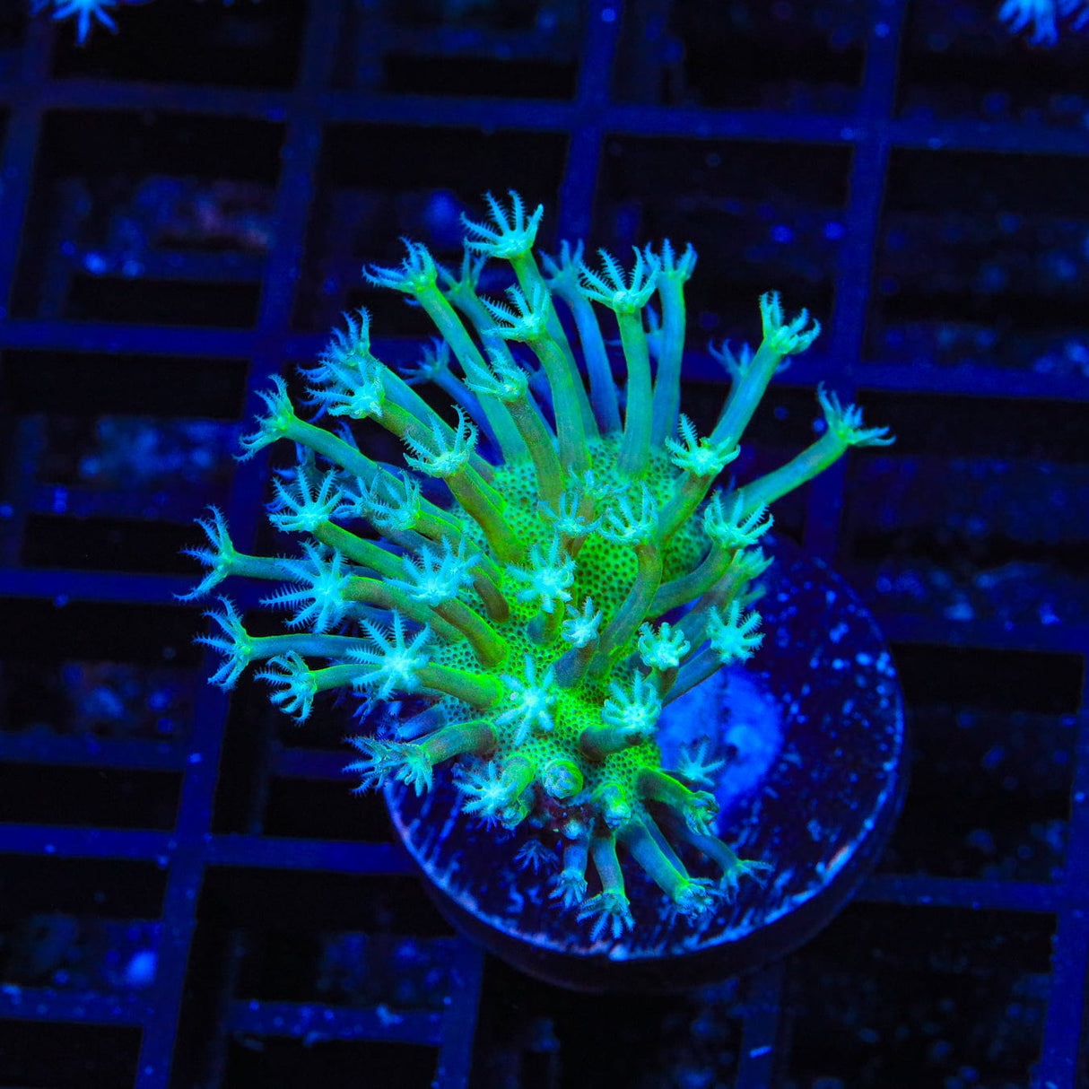 Green Long Polyp Toadstool Coral
