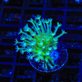 Green Long Polyp Toadstool Coral