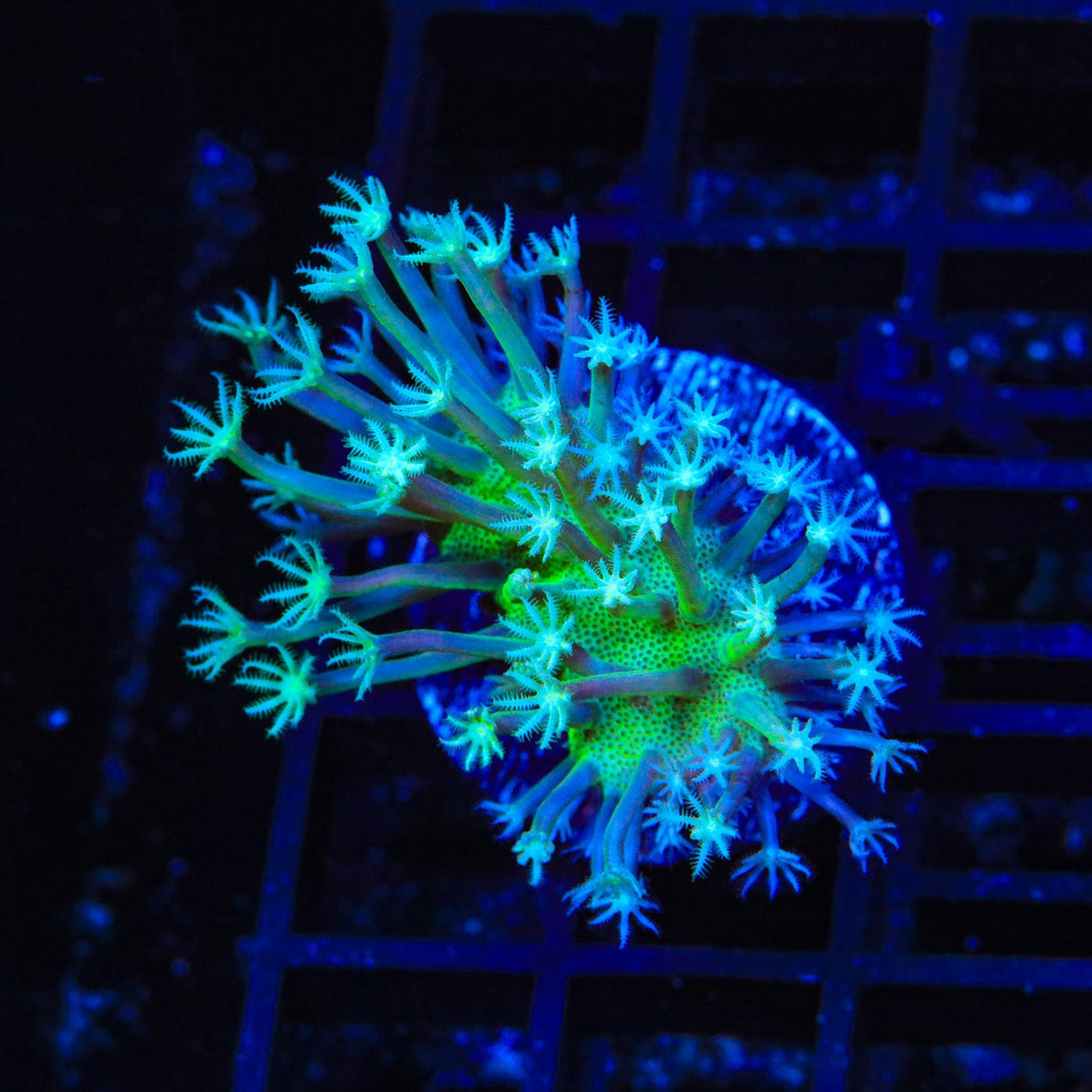 Green Long Polyp Toadstool Coral