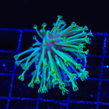 Green Long Polyp Toadstool Coral