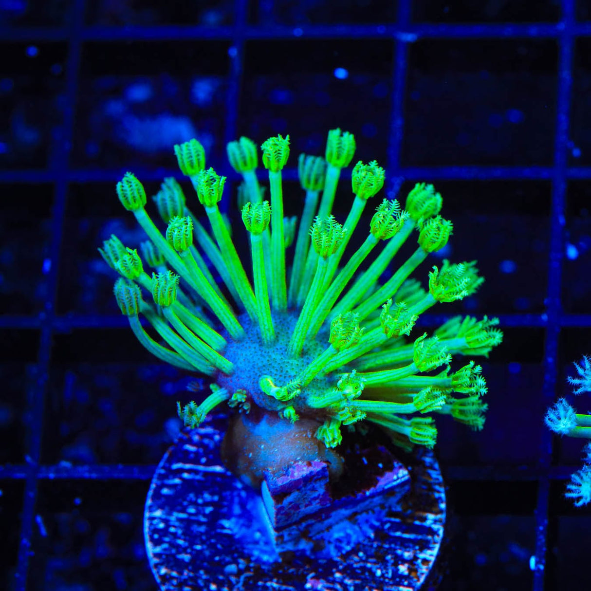 Green Long Polyp Toadstool Coral