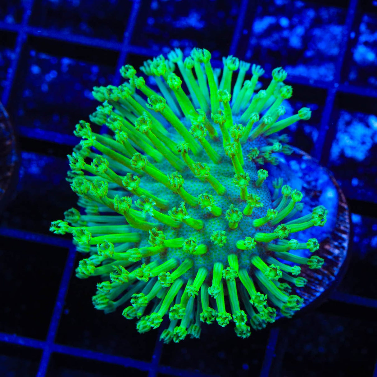 Green Long Polyp Toadstool Coral