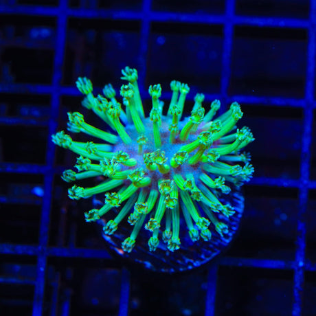 Green Long Polyp Toadstool Leather Coral