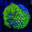 Green, Mint and Metallic Center Star Polyps Colony Coral