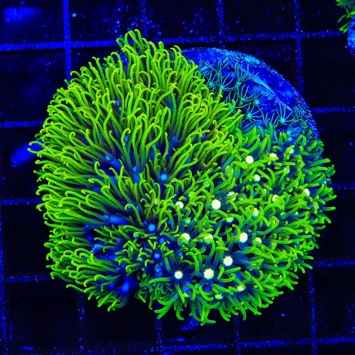 Green, Mint and Metallic Center Star Polyps Colony Coral
