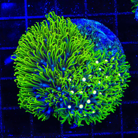 Green, Mint and Metallic Center Star Polyps Colony Coral