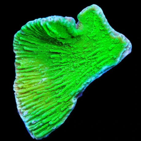 Green Montipora Cap Coral