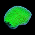 Green Montipora Cap Coral