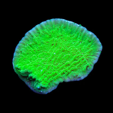 Green Montipora Cap Coral