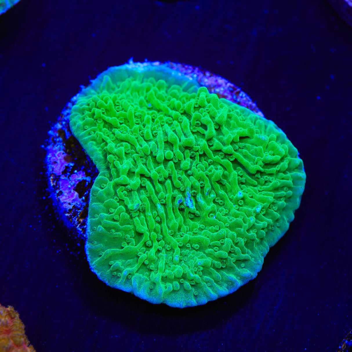 Green Montipora Cap Coral