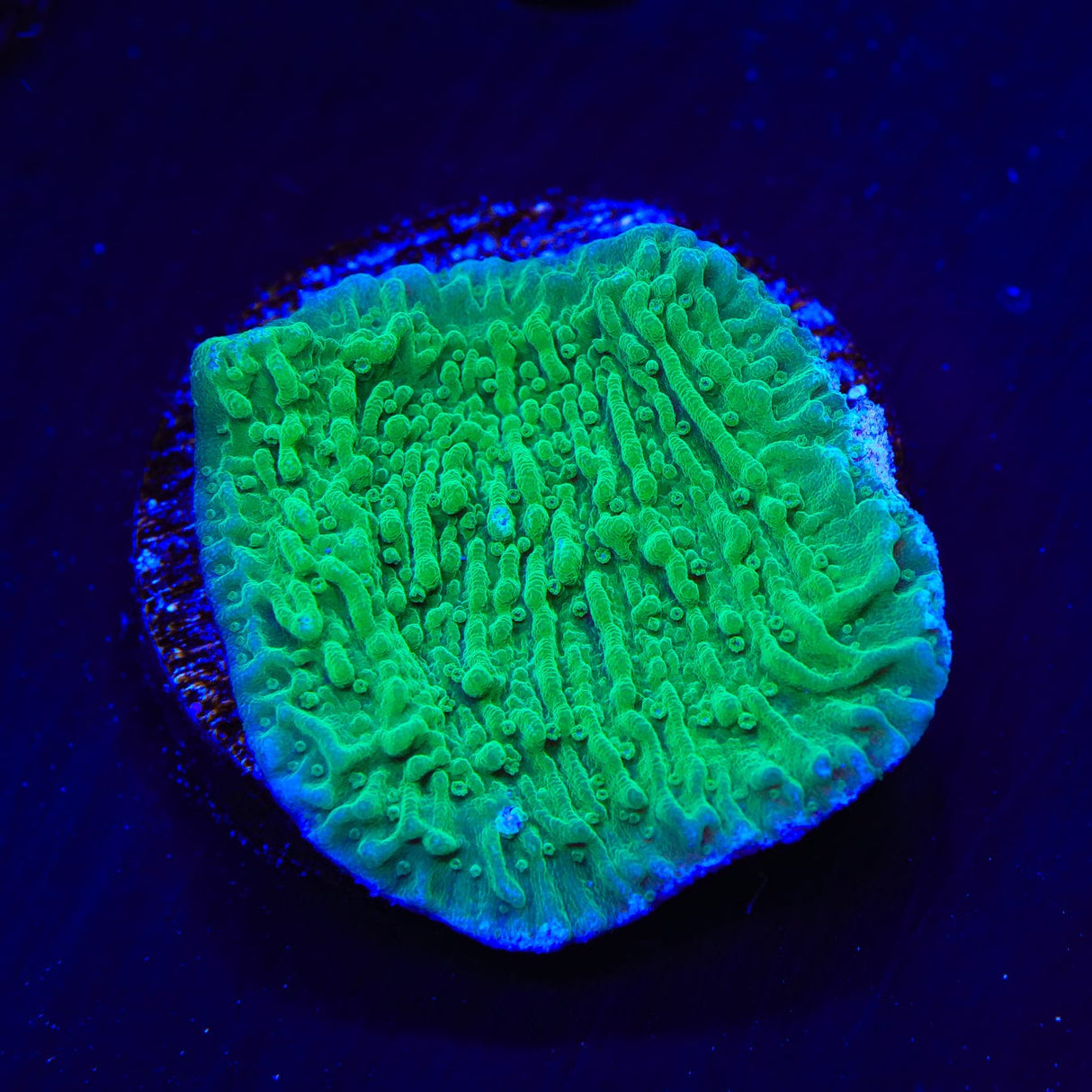 Green Montipora Cap Coral