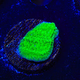 Green Montipora Cap Coral