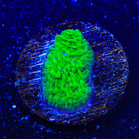 Green Montipora Cap Coral