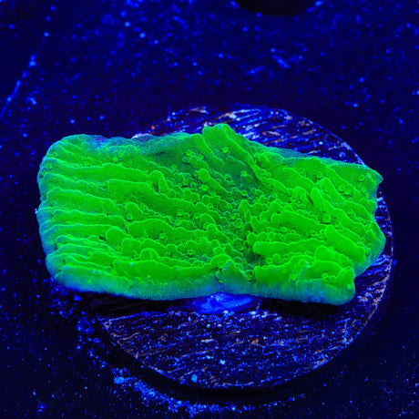 Green Montipora Cap Coral