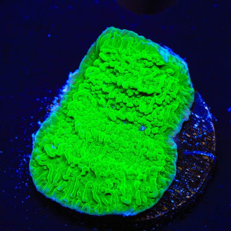 Green Montipora Cap Coral