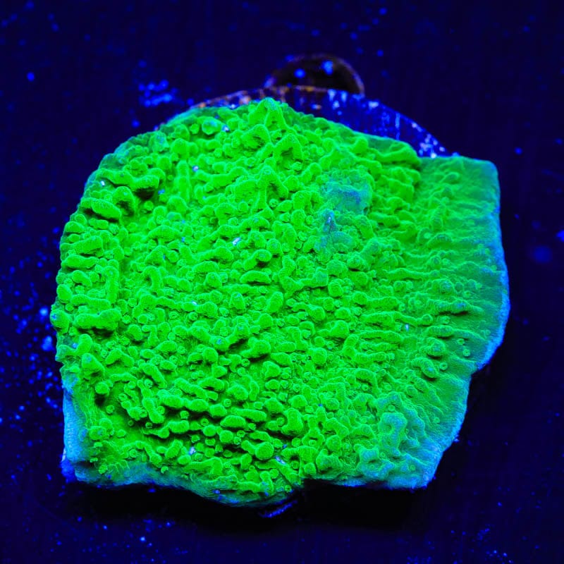 Green Montipora Cap Coral