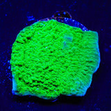 Green Montipora Cap Coral