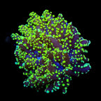 Green Octospawn Coral