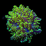 Green Octospawn Coral