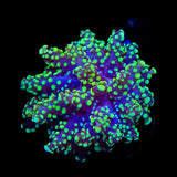 Green Octospawn Coral