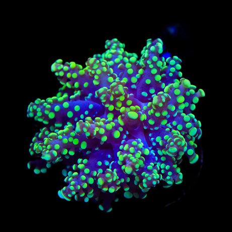 Green Octospawn Coral