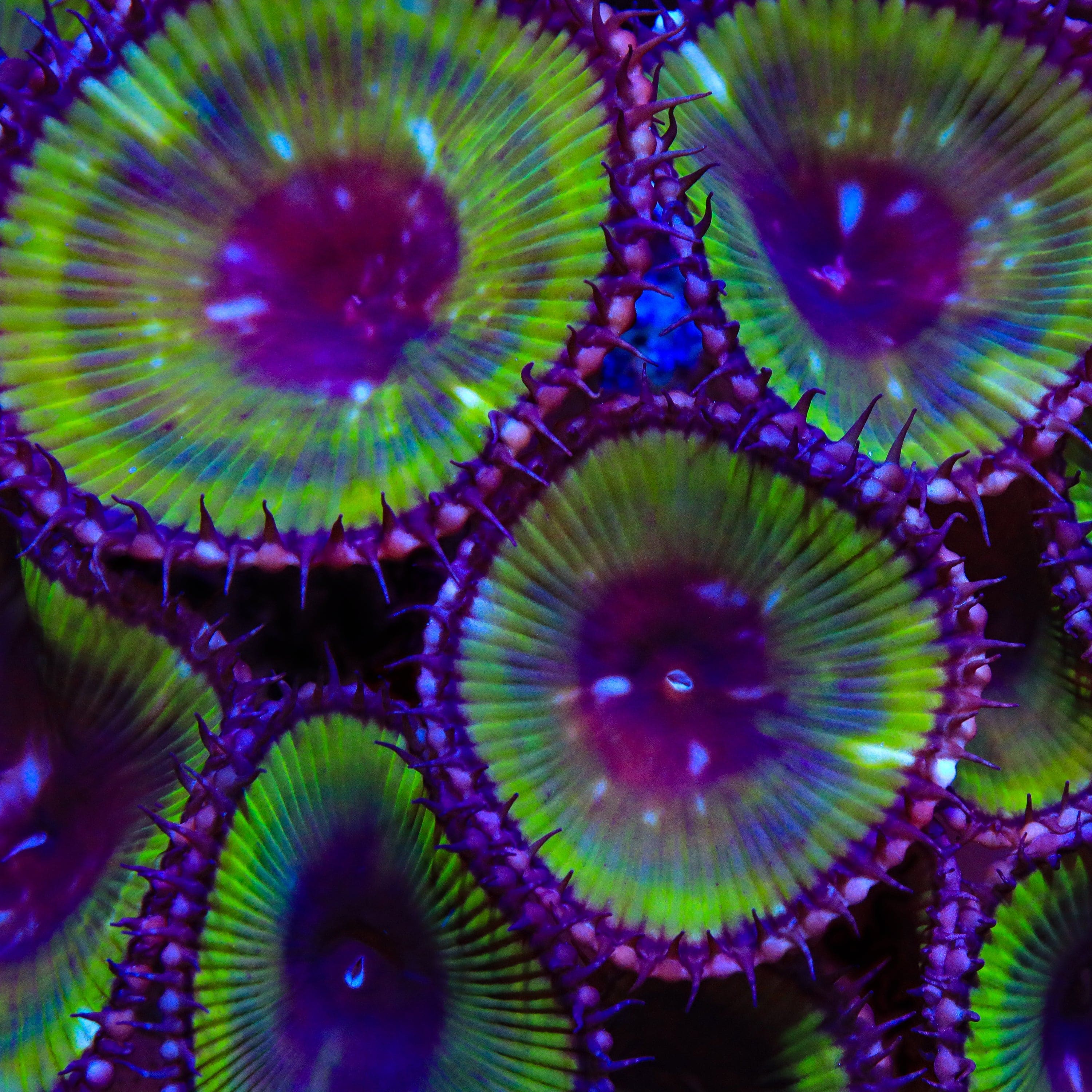 Green Palythoa Grandis Coral