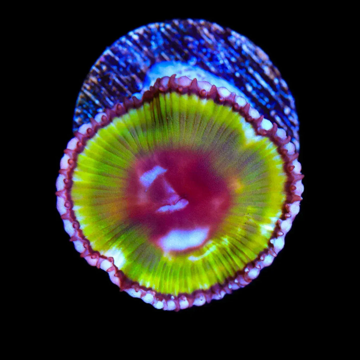 Low Reef Fish Green Palythoa Grandis Coral Care Guide | Top Shelf Aquatics