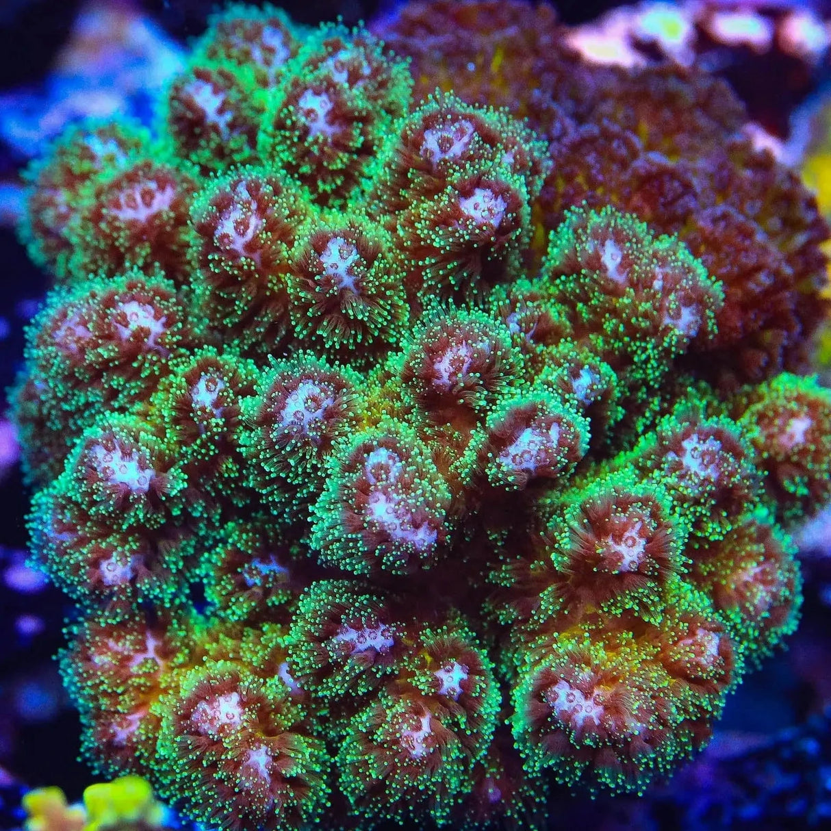 Green Pocillopora Coral