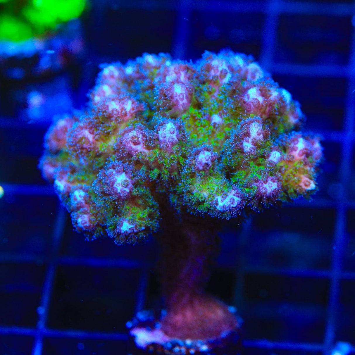 Green Pocillopora Coral