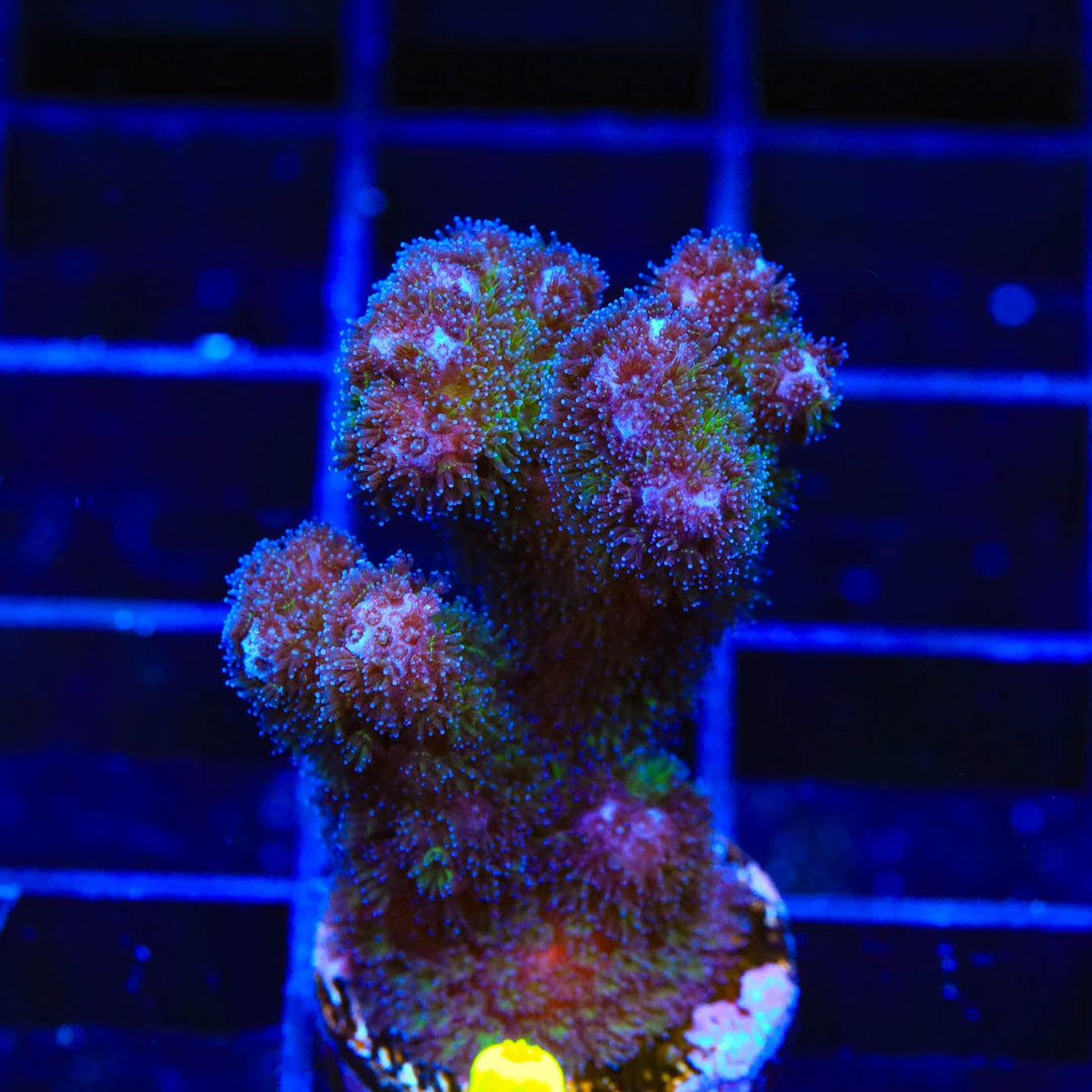 Green Pocillopora Coral