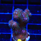 Green Pocillopora Coral