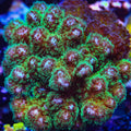 Green Pocillopora Coral