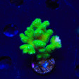 Green Pocillopora XL Frag Coral