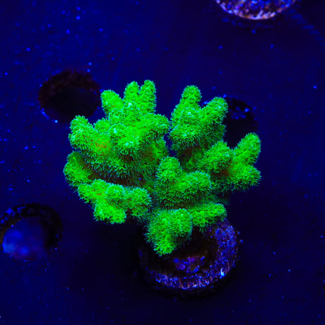 Green Pocillopora XL Frag Coral