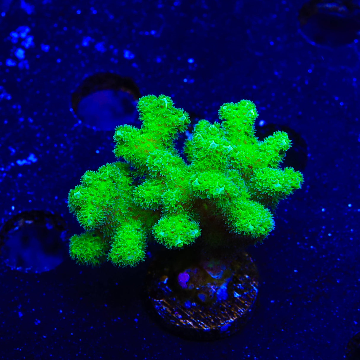 Green Pocillopora XL Frag Coral