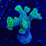 Green Pocillopora XL Frag Coral
