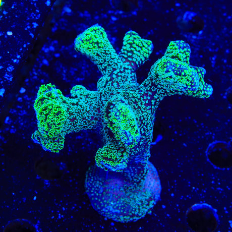 Green Pocillopora XL Frag Coral