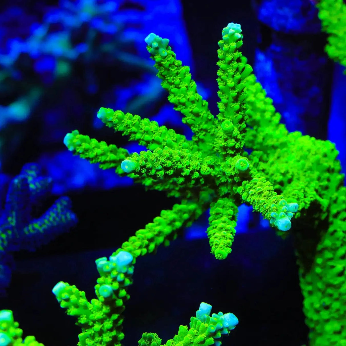 Green Slimer Acropora Coral