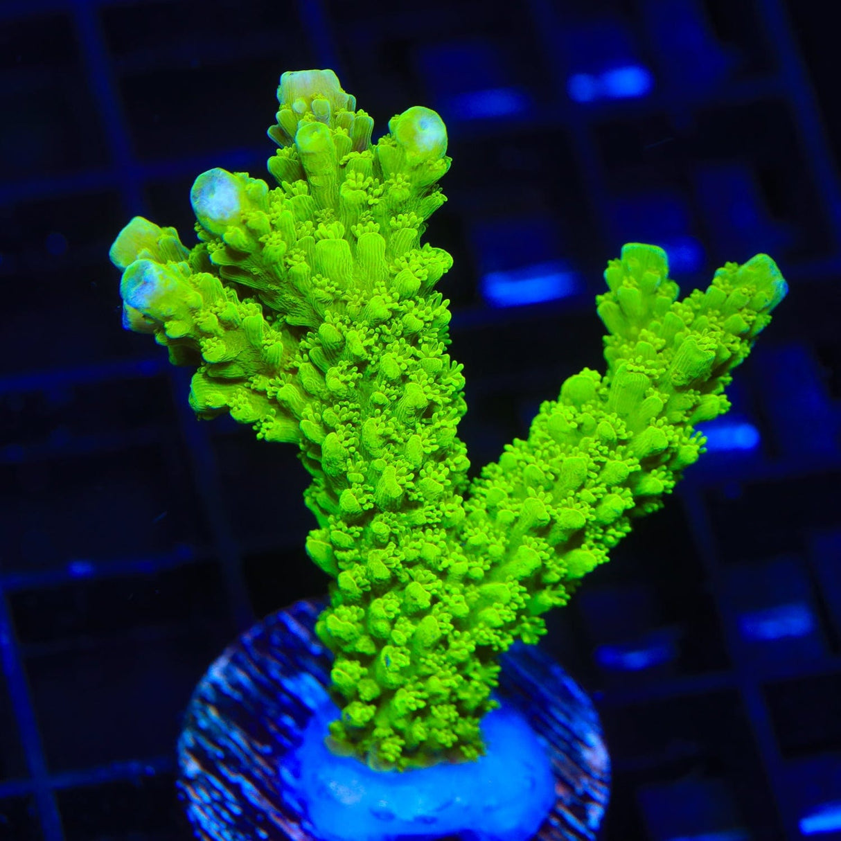Green Slimer Acropora Coral