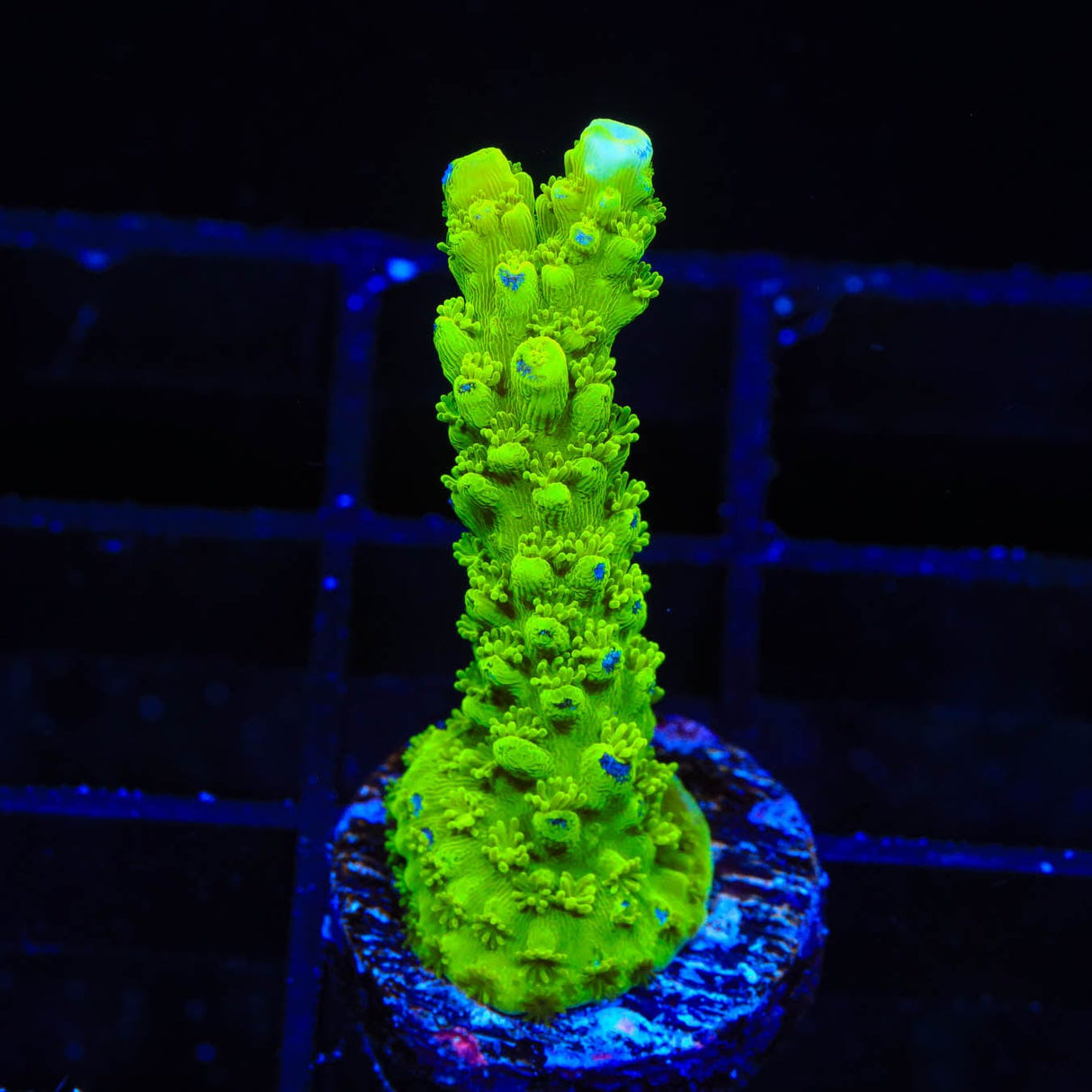 Green Slimer Acropora Coral