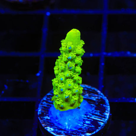 Green Slimer Acropora Coral