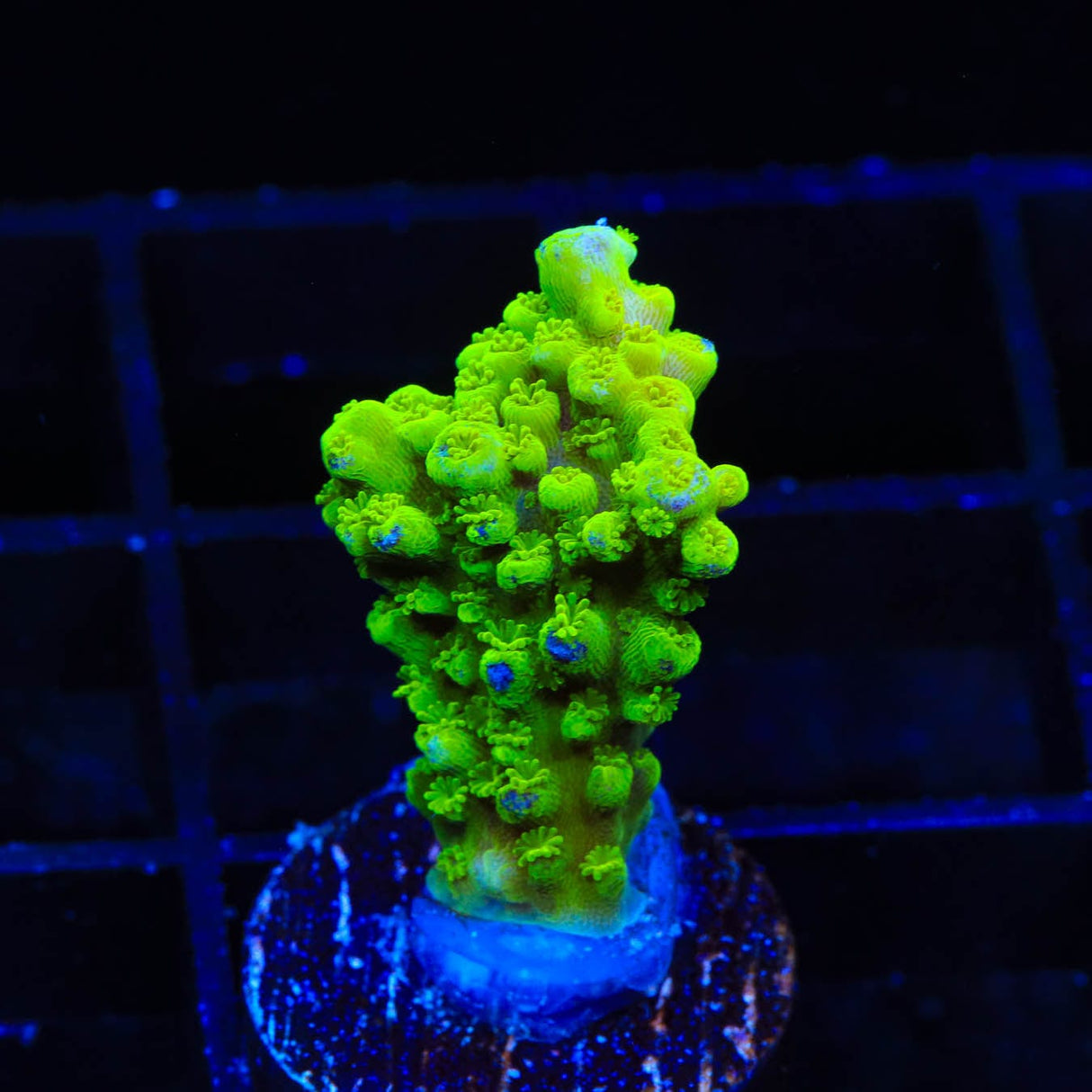 Green Slimer Acropora Coral