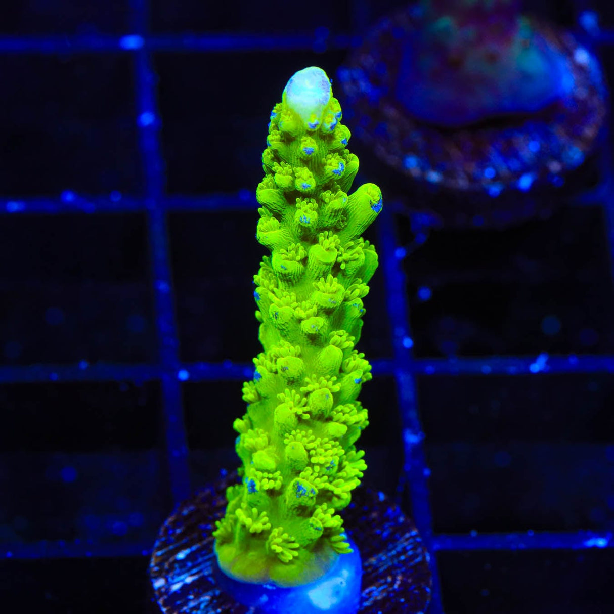 Green Slimer Acropora Coral
