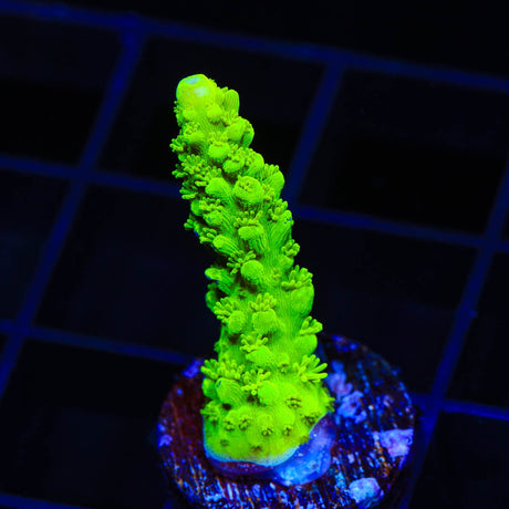 Green Slimer Acropora Coral