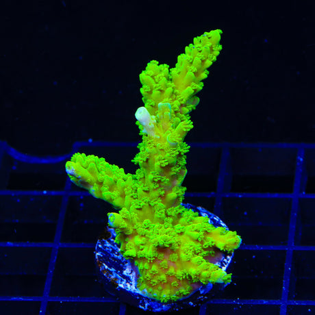 Green Slimer Acropora XL Frag Coral