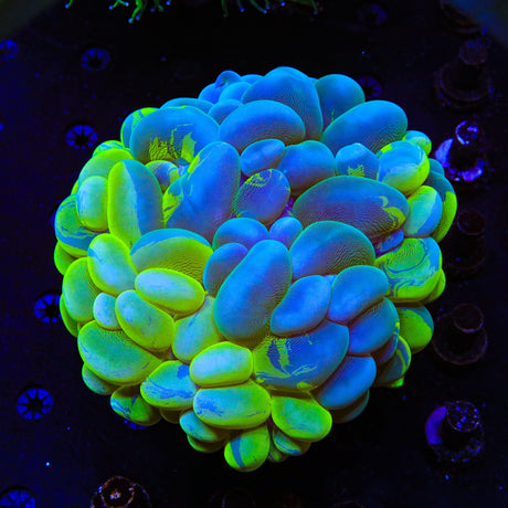 Green Splatter Bubble Colony Coral