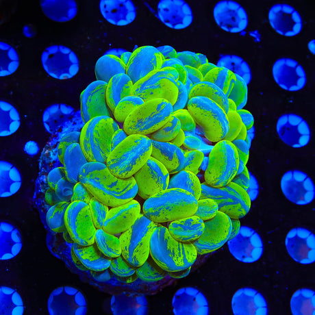 Green Splatter Bubble Colony Coral