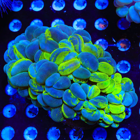 Green Splatter Bubble Colony Coral