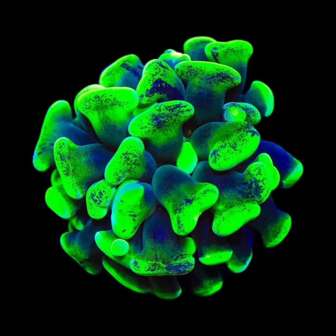 Green Splatter Hammer Coral