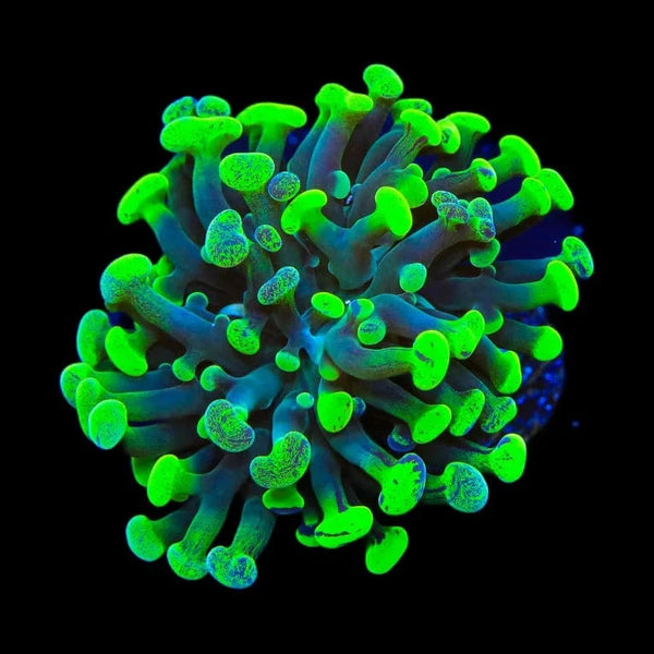 081300E AOSP on coral 64GB 美品 Reef Chasers | Buy Corals Online | All SPS Corals for Sale